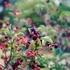 Amelanchier Saskatoon Native #1 - Image 2